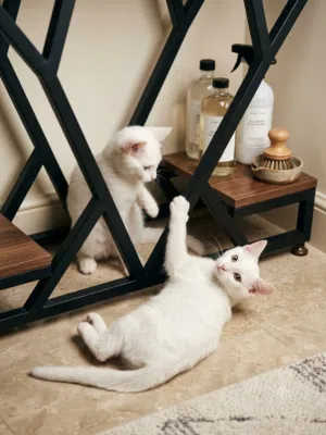 للتبني قطه شيرازي مع أولادها  For adoption a Shirazi cat with her children
