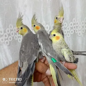 عصفير كنار عصفير حب عصفير كوكتيل  عصفير روز  عصفير فيشر