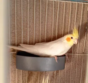 جوز كوكتيل لاتينو مع كامل اغراضهم