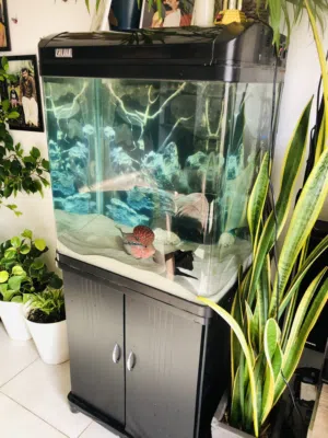 Aquarium 60x60x40cms