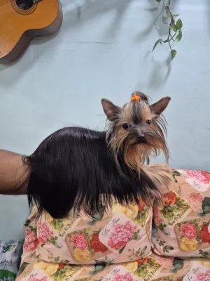 Yorkshire terrier teacup for sale