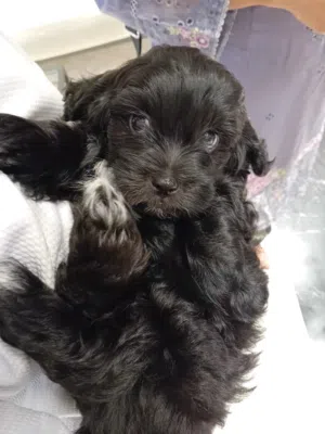 cute black maltipoo puppy