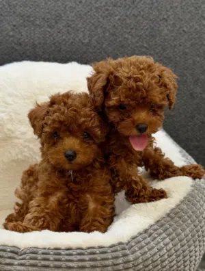 adorable toy poodle male and female fully trained vaccine done