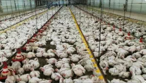 مشروع استثماري قائم