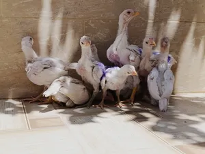 ‏دجاج‏2