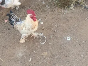 للبيع دجاج كوشن العملاق