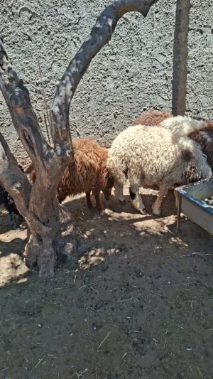 3 خرفان للبيع اربد قميم