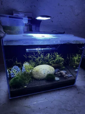 حوض سمك aquarium