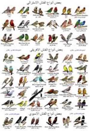 مطلوب طيور فنش