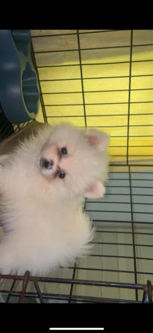 male and female pomeranian male 4 months female's 7 months 8 months 1 years vaccinated potty trained