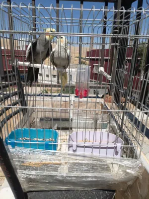 جوز ببغاء كوكتيل للبيع المستعجل