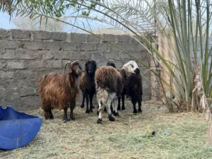 ثلاث ياعدت وحمله وعنز البيع بالجمله فقط