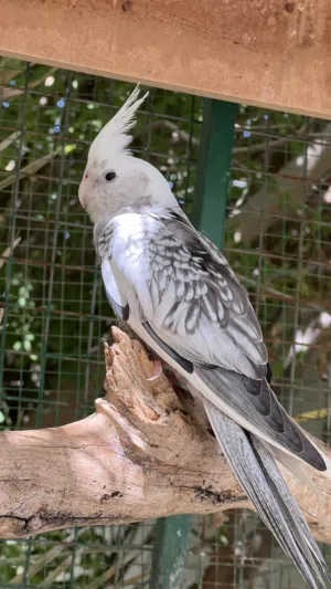 انثى كوكتيل ويت فيس للبيع