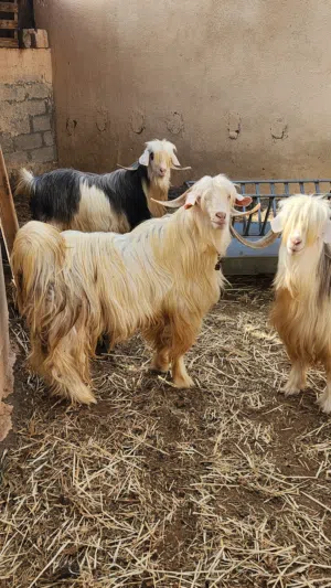 تيس من حلال الرحوب