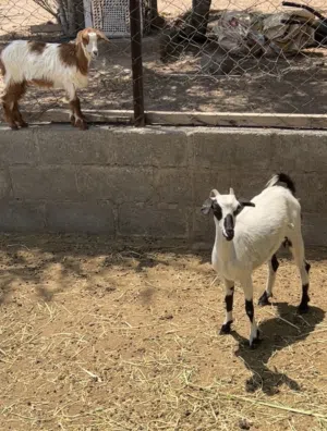 للبيع شاه وبنتها