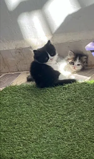 ققط مستوى عالى  للبيع
