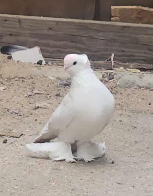 متاح فحل كمبك وفحل كرنكو جاهزات