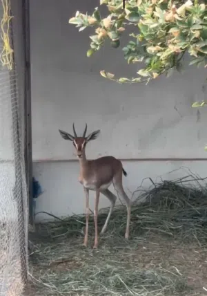 للبيع عنز أنثى صغيره في السن