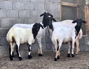 3 نعاج عشار 3 شهر  و حوليه درع الله يبارك