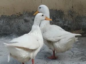 بط من نوع بكيني للبيع