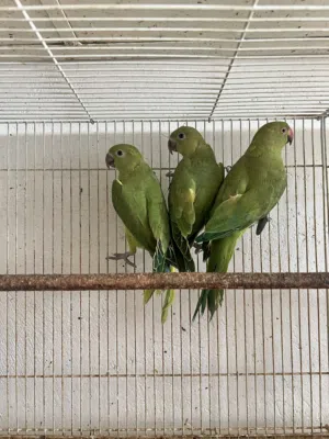 مجموعة ببغاء الدره