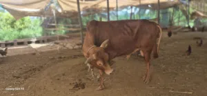 ثور عماني للبيع