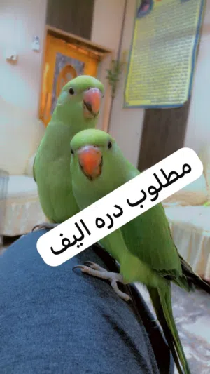 الي عندا دره اليف الوان شراي