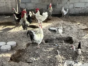 دجاج فرنسي للبيع بياض