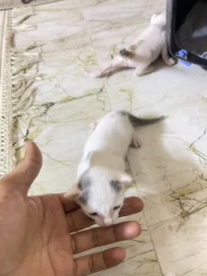 قطط  للبيع