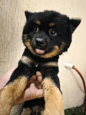 Sweet 18 Months Old Pomeranian Male
