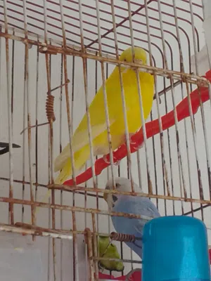 جواز حب شغالات ومنتجات