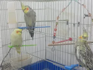 عصافير كوكتيل