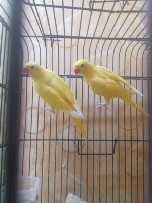 دره أصفر بصحه جيده