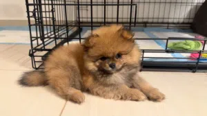 كلب بوما رينين (Pomeranian)