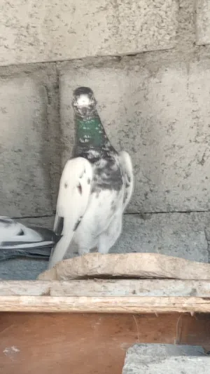 حمام باكستاني مطيار للبيع