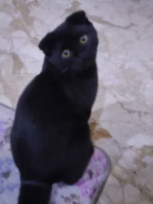 سكوتش فولد اسود