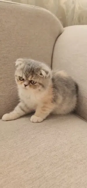 Picky Face Scottish Folded ears Female kitten