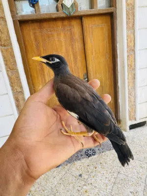 بصره حيانيه