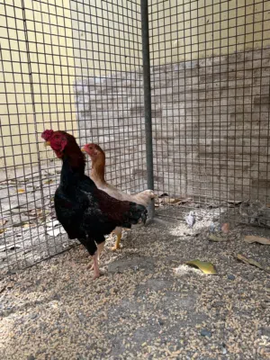 للبيع ديك ودجاجة كوشامو القزم (اقرا الوصف في الاسفل)