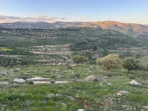 Farm Land for Sale in Zarqa Birayn