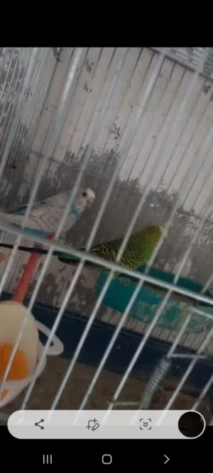 جواز حب شغاله. اقراء الوصف