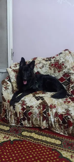 كلبه جيرمن شيبرد رويل بلاك