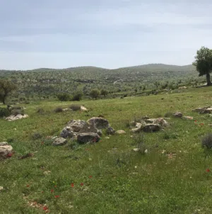 Hani ALZBOUN