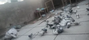 حمام تور للبييع