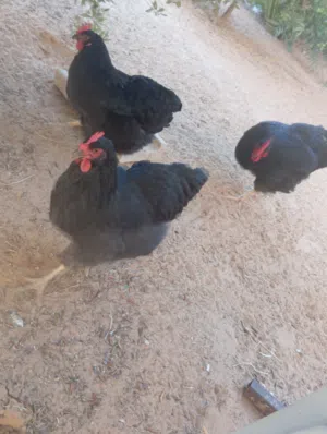 دجاج بلامثروك