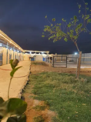مربط نواصي الخير (رعاية متكاملة 4 وجبات)