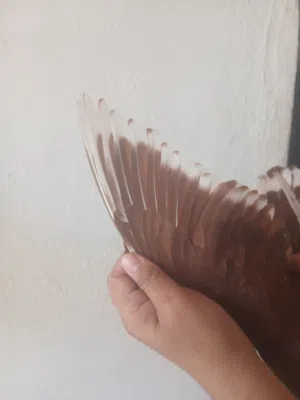 متاح ست افراخ صلاة النبي