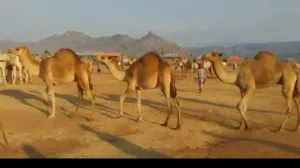 جلب الجمال من اثيوبيا للتجار بالجمله اسعار تنافسيه خاصه