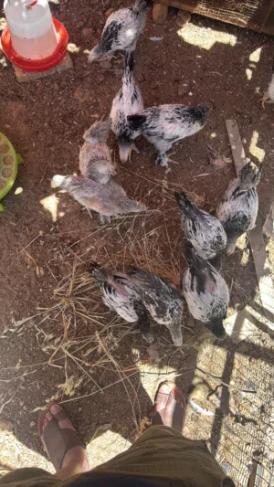 صيصان براهمي حجم جامبو