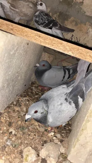 حمام للبيع